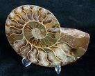 Beautiful Split Ammonite (Half) #5650-2